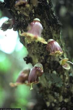 Image of common calabash tree