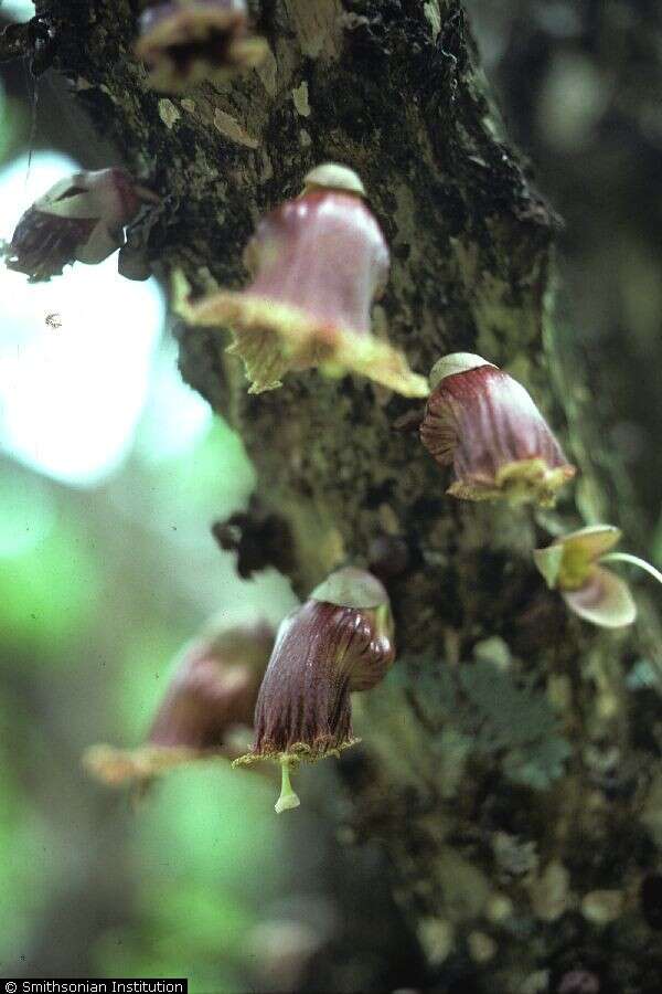 Image of common calabash tree