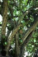 Image of common calabash tree