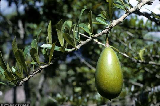 Image of common calabash tree