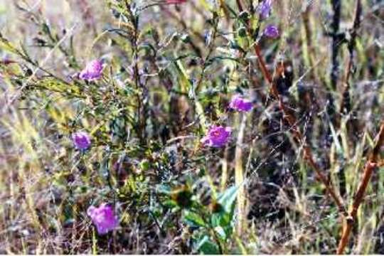 Image of slenderleaf false foxglove