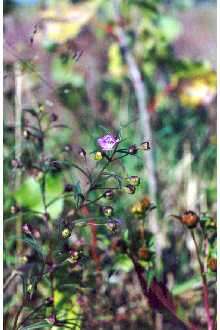 Image of slenderleaf false foxglove