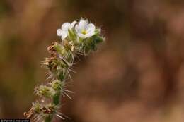 Image of narrowstem cryptantha