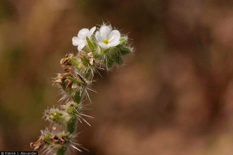 Слика од Cryptantha gracilis Osterh.