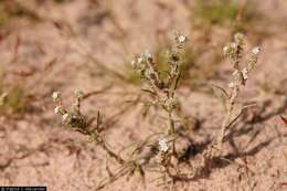 Image of narrowstem cryptantha