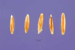 Image of brown bentgrass