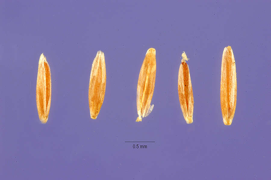 Image of brown bentgrass