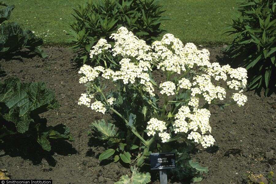 Image of sea kale