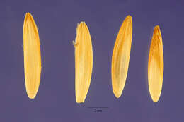 Sivun Thinopyrum intermedium (Host) Barkworth & D. R. Dewey kuva