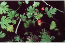 Image of parsley hawthorn