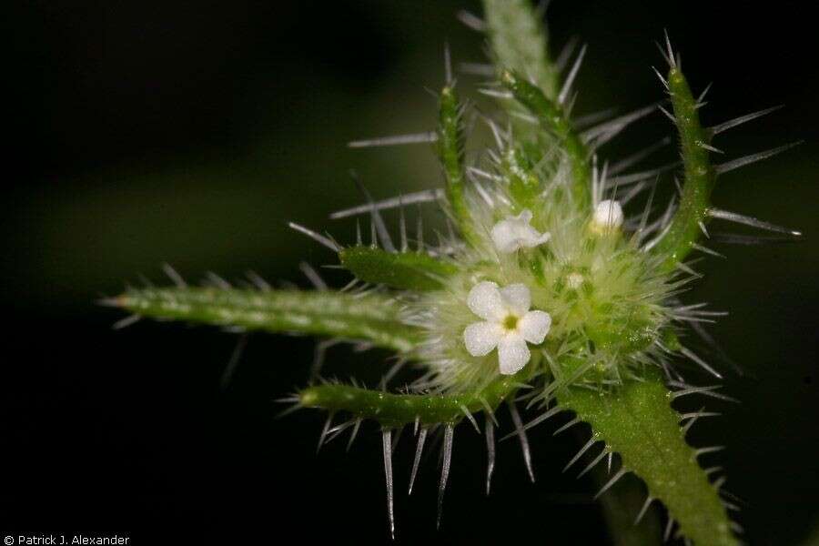 Слика од Cryptantha maritima (Greene) Greene