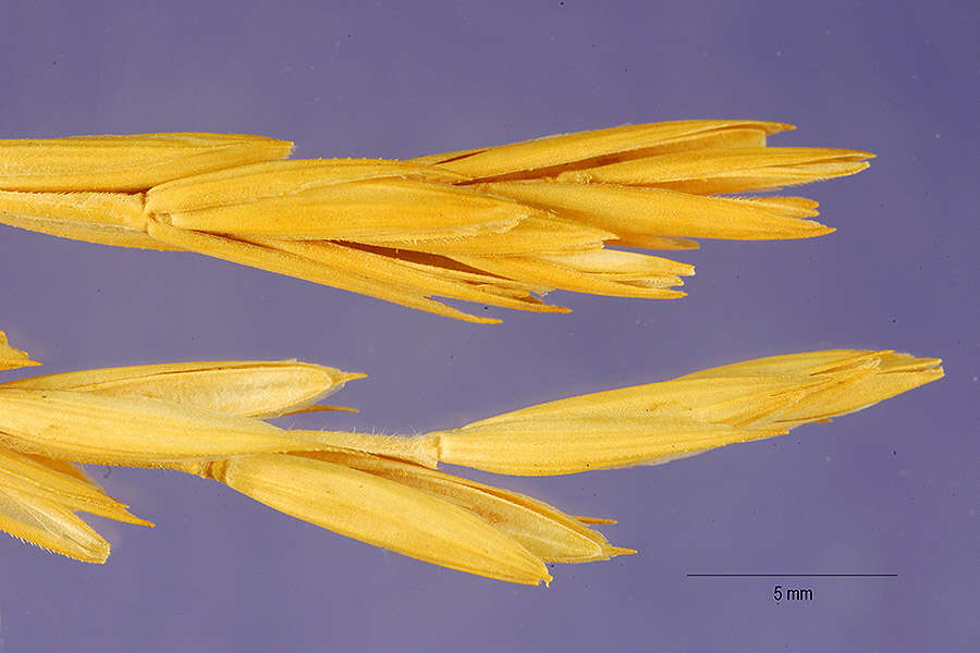 Sivun Thinopyrum intermedium (Host) Barkworth & D. R. Dewey kuva