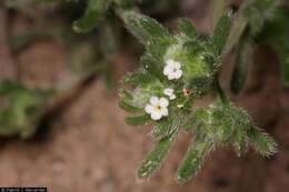 Plancia ëd Eremocarya micrantha (Torr.) Greene