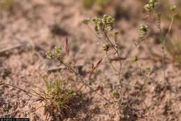 Image of redroot cryptantha