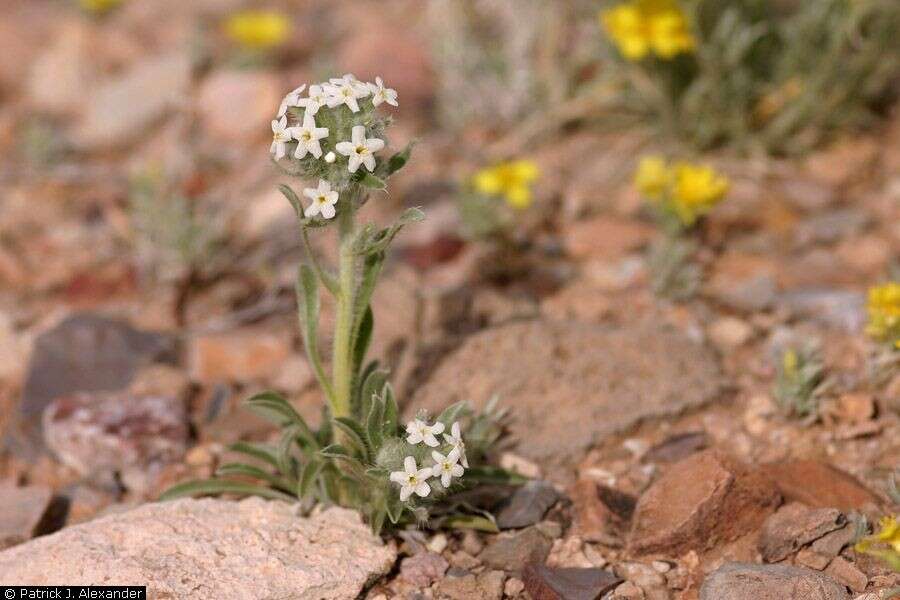 Image of rough cryptantha