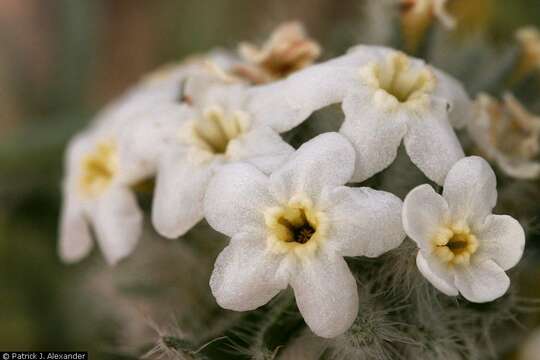 صورة Oreocarya oblata (M. E. Jones) Macbr.