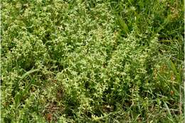 Image of piedmont bedstraw