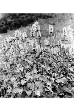 Image of nettleleaf giant hyssop