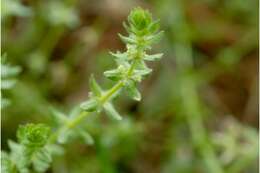 Image of piedmont bedstraw