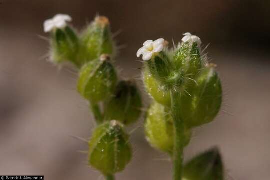 Plancia ëd Cryptantha pterocarya (Torr.) Greene