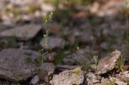 Слика од Cryptantha pterocarya (Torr.) Greene