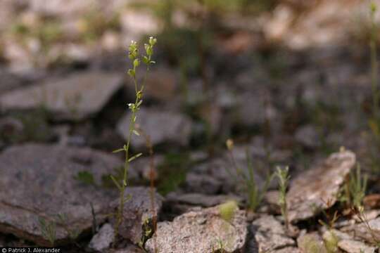 صورة Cryptantha pterocarya (Torr.) Greene