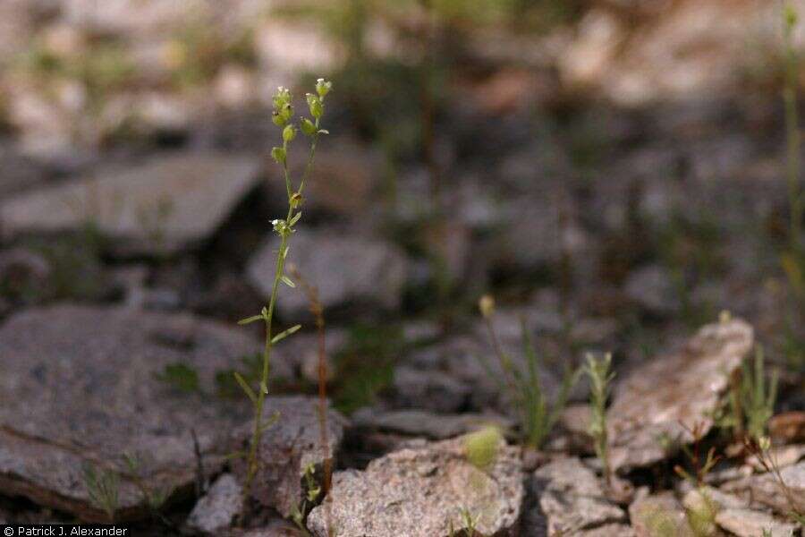 Image of wingnut cryptantha