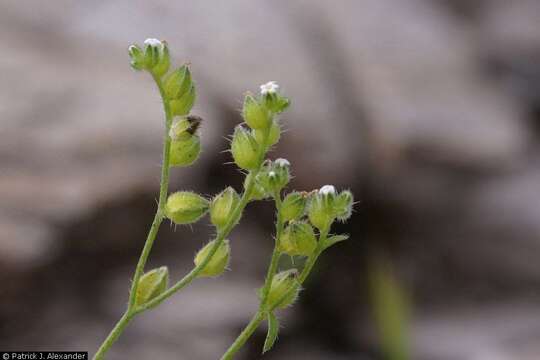 Plancia ëd Cryptantha pterocarya (Torr.) Greene