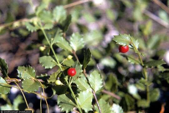 صورة Crossopetalum rhacoma Crantz