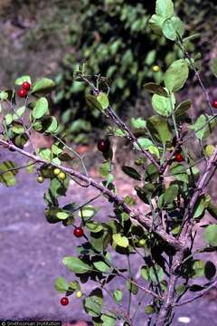 Image of maidenberry