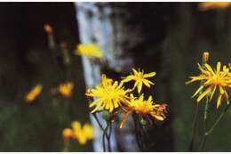 Image of fiddleleaf hawksbeard