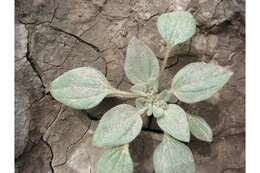 Image of dove weed