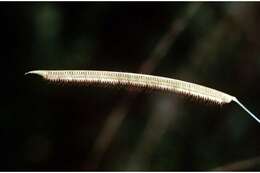 Image of toothache grass