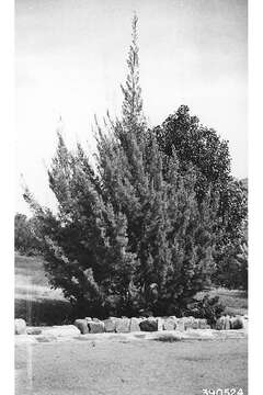 Cupressus arizonica var. arizonica resmi