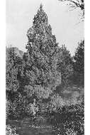 Image of Arizona cypress