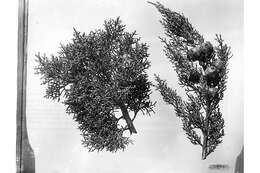 Sivun Cupressus arizonica var. arizonica kuva