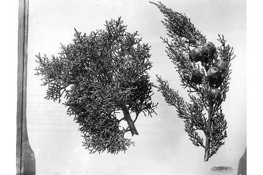 Cupressus arizonica var. arizonica resmi