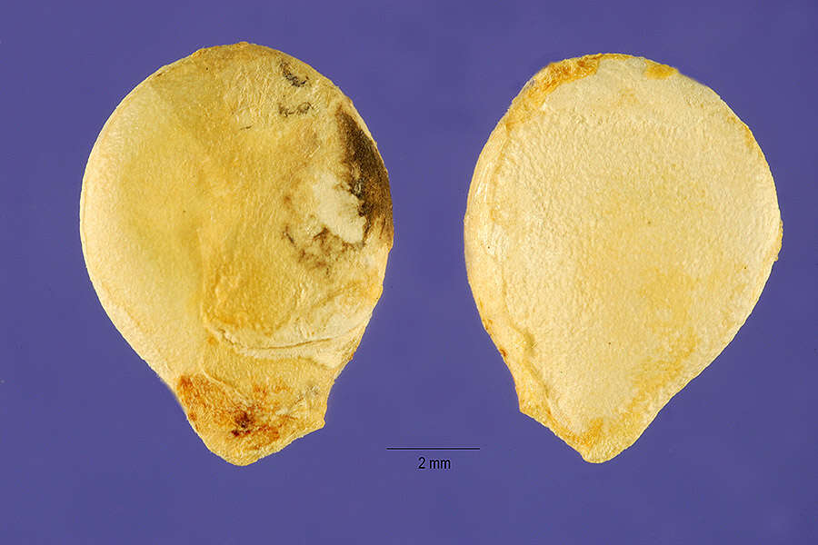 Image of fingerleaf gourd