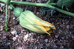 Image of Missouri gourd
