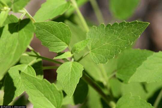 Image of Sonoran giant hyssop