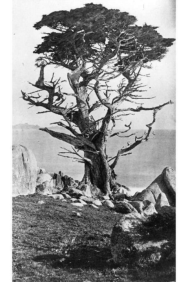 Sivun Montereynsypressi kuva