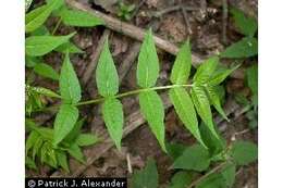 Image of tree-of-heaven