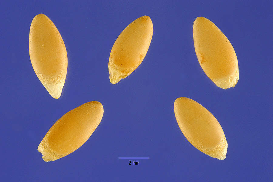 Image of gooseberry gourd