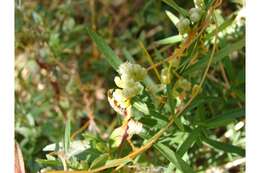 Image of fiveangled dodder