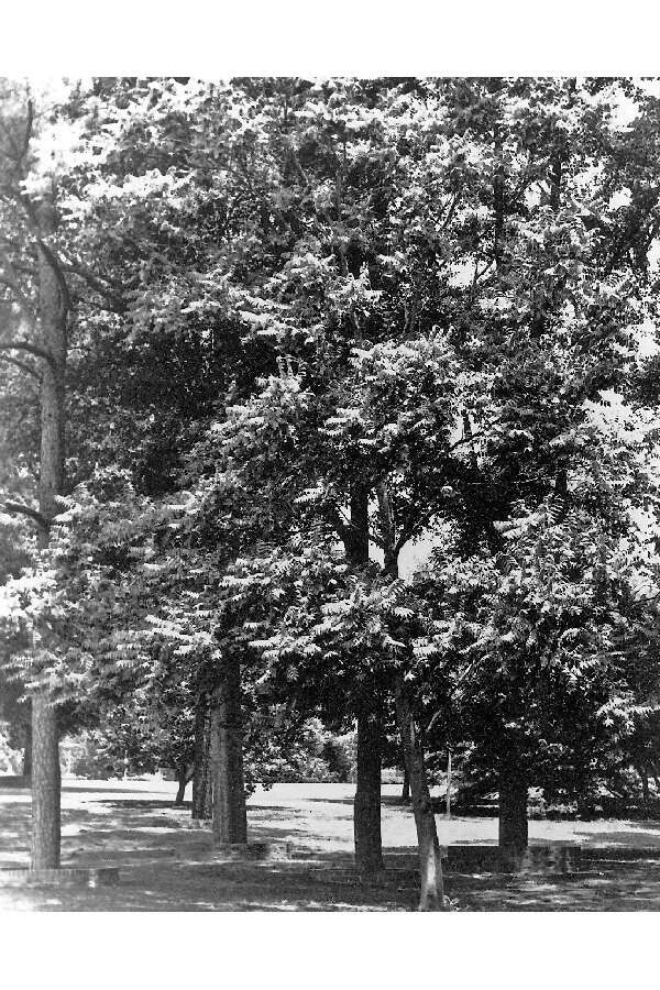 Image of tree-of-heaven