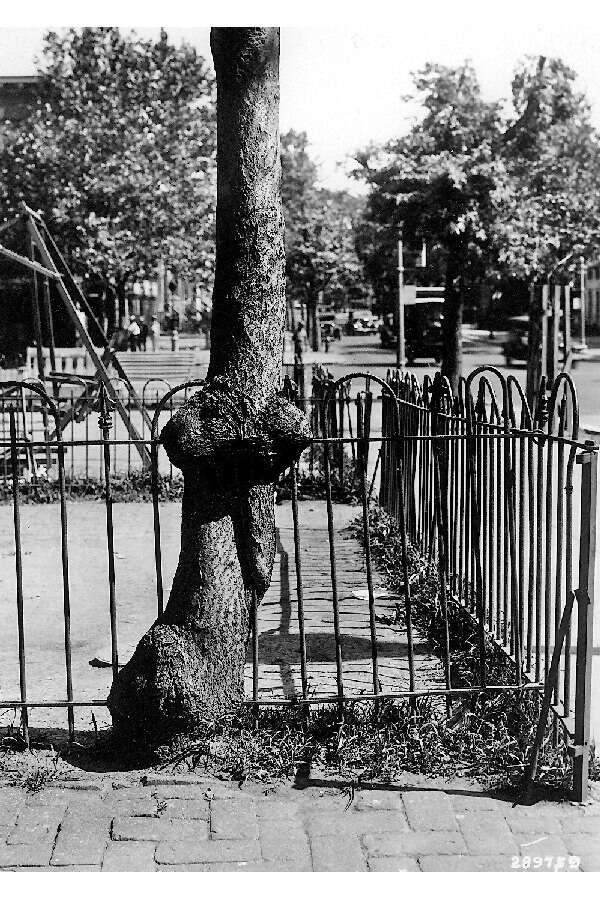 Image of tree-of-heaven