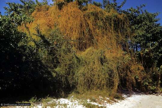 Cuscuta resmi