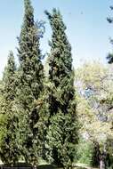 Image of Italian Cypress