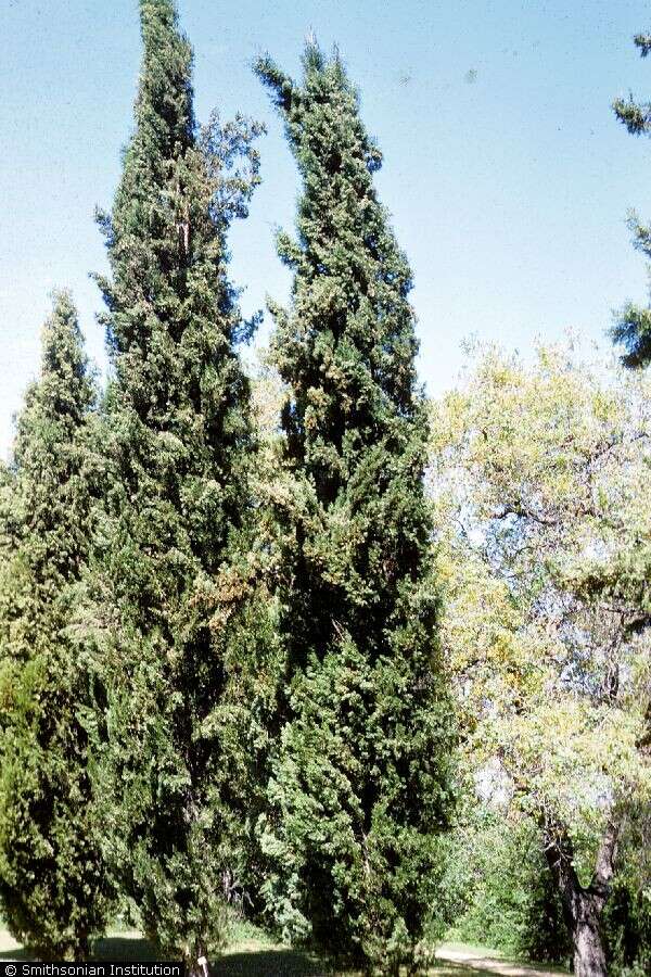 Image of Italian Cypress