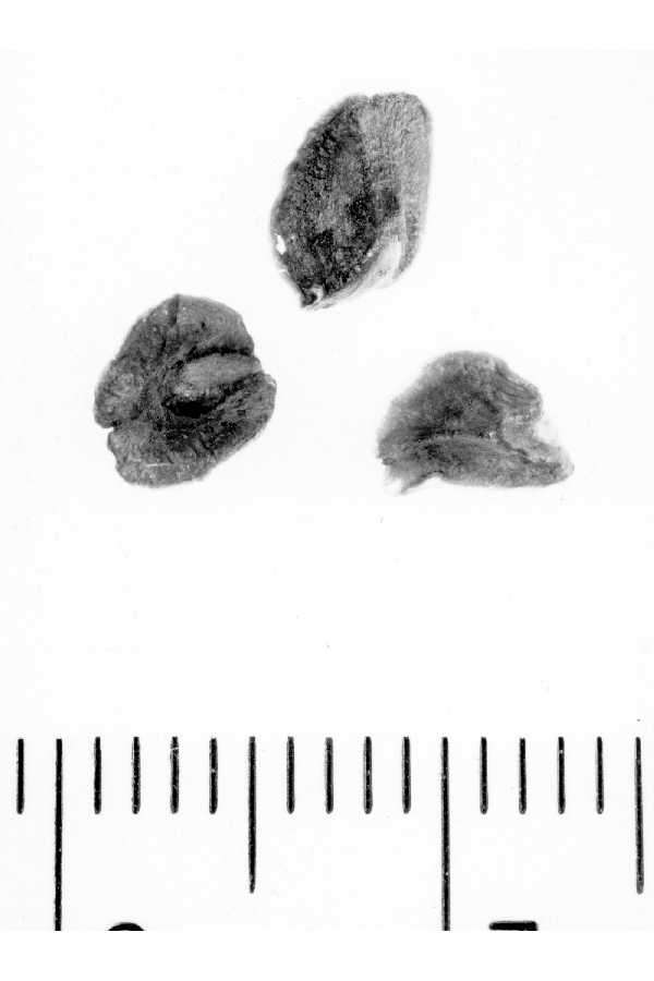 Sivun Cupressus arizonica var. stephensonii (C. B. Wolf) Little kuva